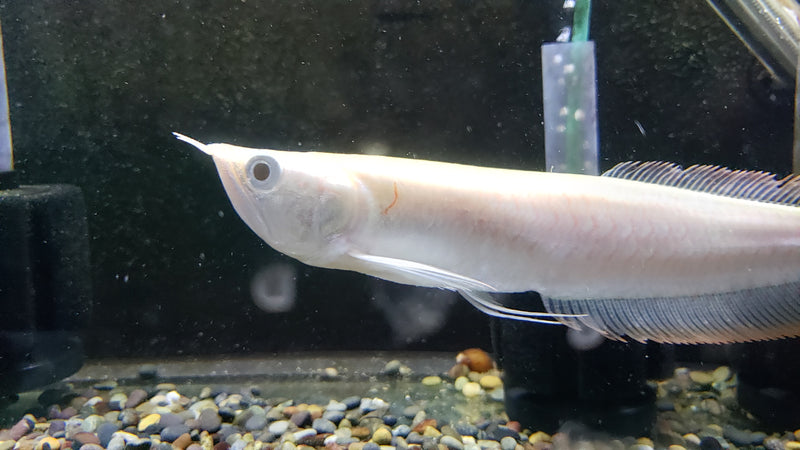 (TROP-311)Albino Silver Arowana (Osteoglossum bicirrhosum)