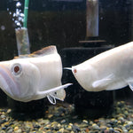 Albino Silver Arowana (Osteoglossum bicirrhosum)