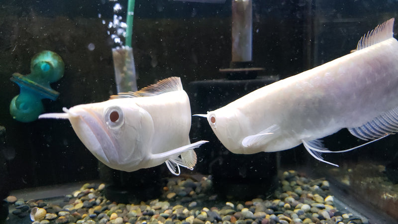 (TROP-311)Albino Silver Arowana (Osteoglossum bicirrhosum)