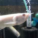 Albino Silver Arowana (Osteoglossum bicirrhosum)