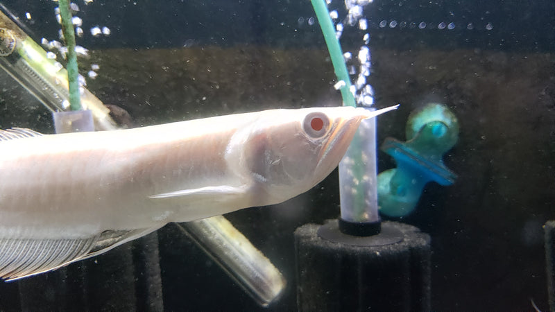 (TROP-311)Albino Silver Arowana (Osteoglossum bicirrhosum)