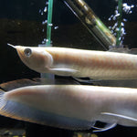 Albino Silver Arowana (Osteoglossum bicirrhosum)