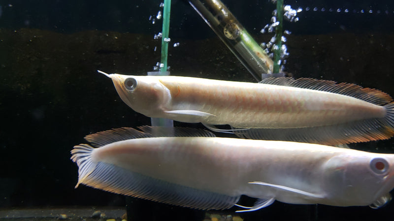 (TROP-311)Albino Silver Arowana (Osteoglossum bicirrhosum)