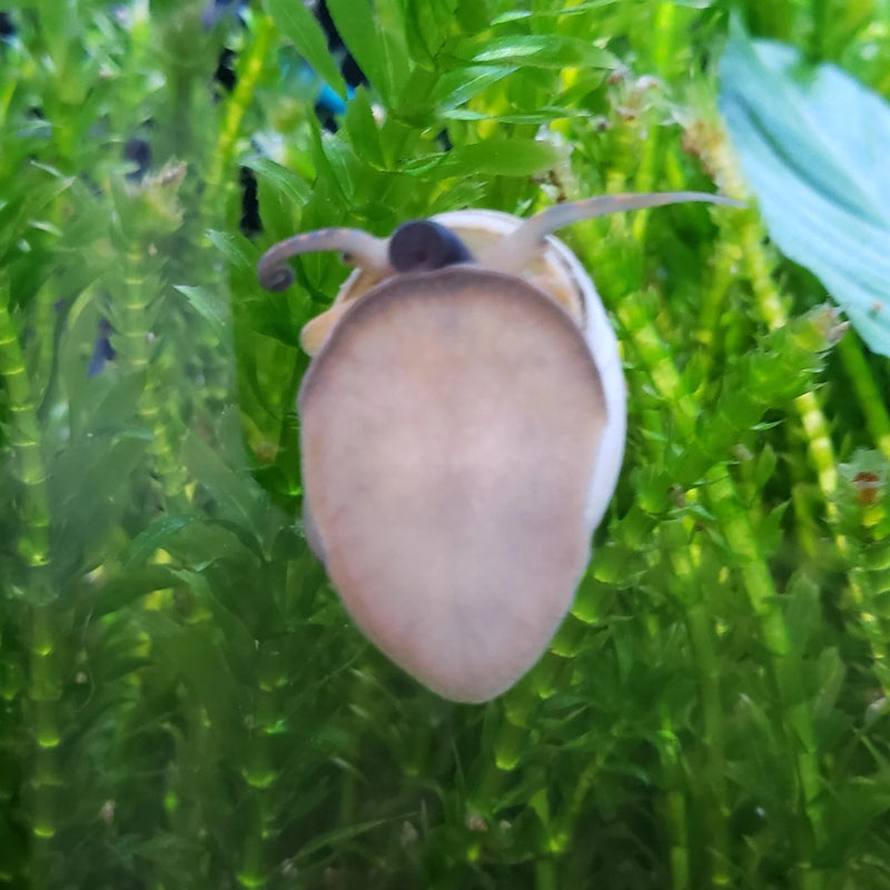 Live Freshwater Snail White Wizard Snail (Filopaludina Martensi)
