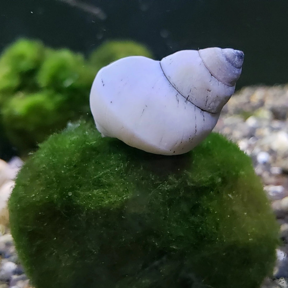 Live Freshwater Snail White Wizard Snail (Filopaludina Martensi)