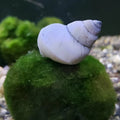 Live Freshwater Snail White Wizard Snail (Filopaludina Martensi)