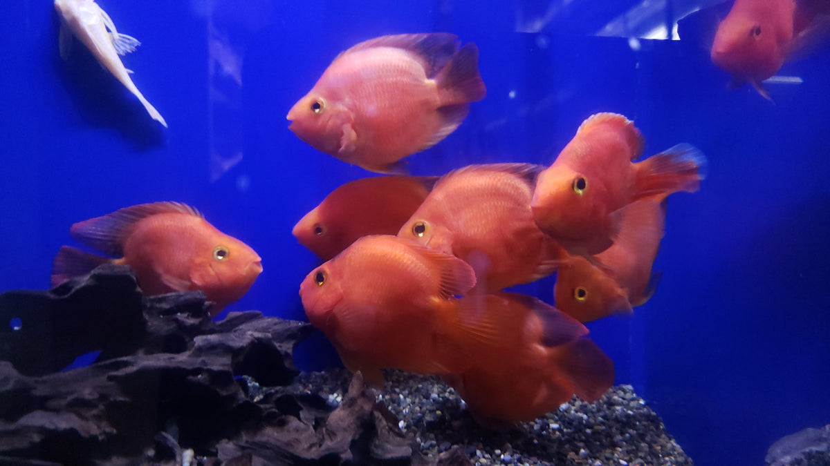 (TROP-253)U032 Yuan Bao Red Blood Parrot Cichlid