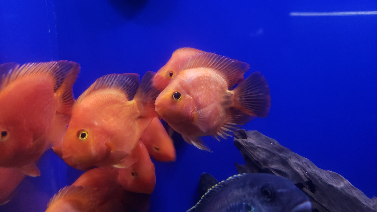 (TROP-253)U032 Yuan Bao Red Blood Parrot Cichlid