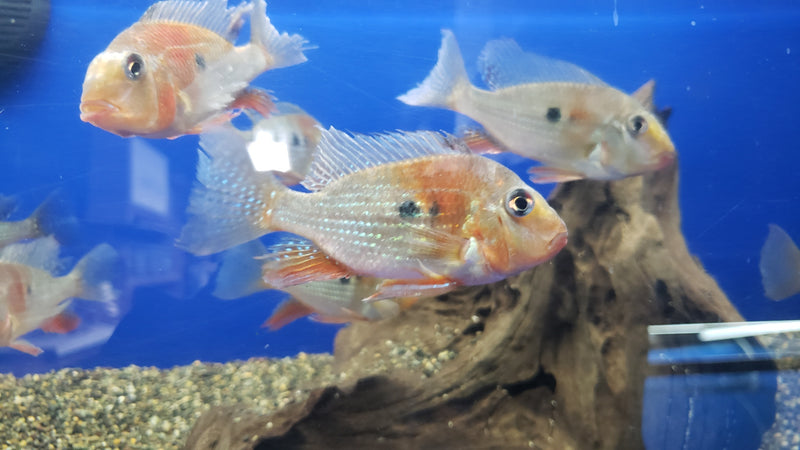 Red Threadfin Acara (Acarichthys heckelii)