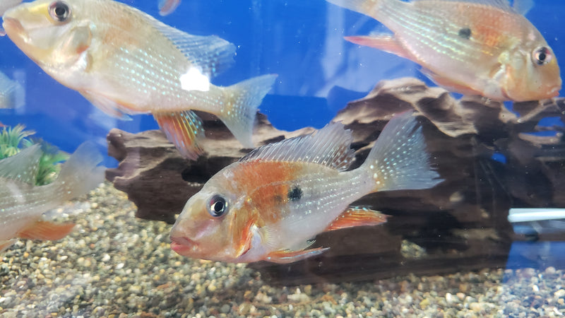 Red Threadfin Acara (Acarichthys heckelii)