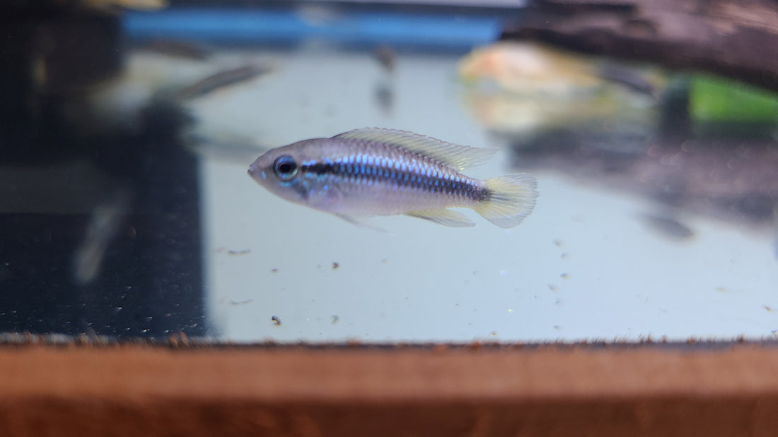 (TROP-313) Apistogramma Agassizii