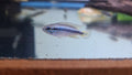 (TROP-313) Apistogramma Agassizii
