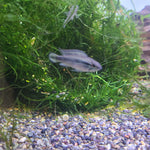 (TROP-313) Apistogramma Agassizii