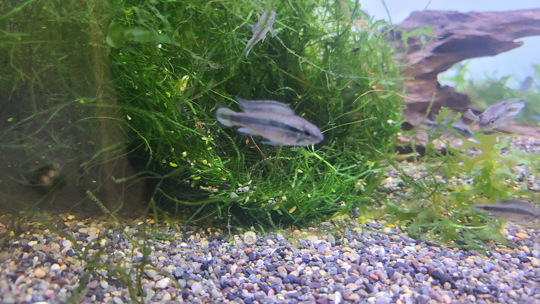 (TROP-313) Apistogramma Agassizii