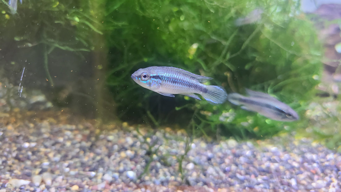 (TROP-313) Apistogramma Agassizii