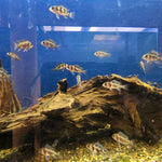 Black Widow Frontosa Cichlid 1.00-2.00 inch
