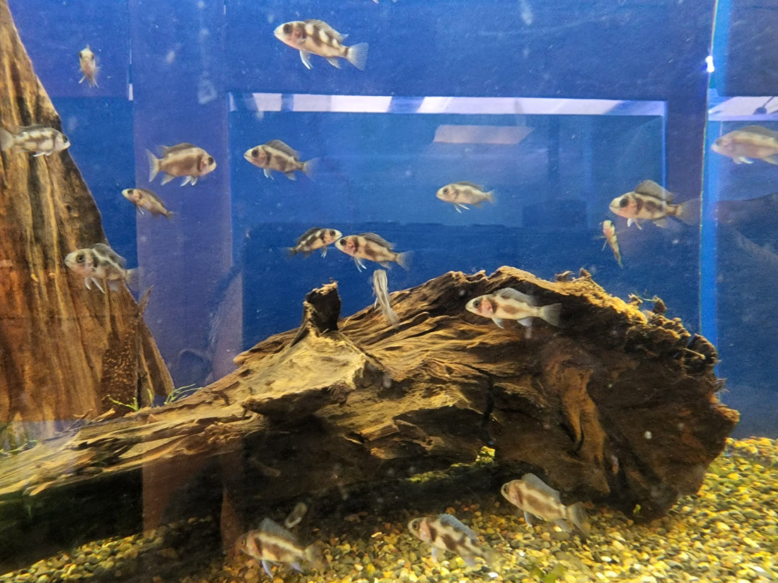 Black Widow Frontosa Cichlid 1.00-2.00 inch