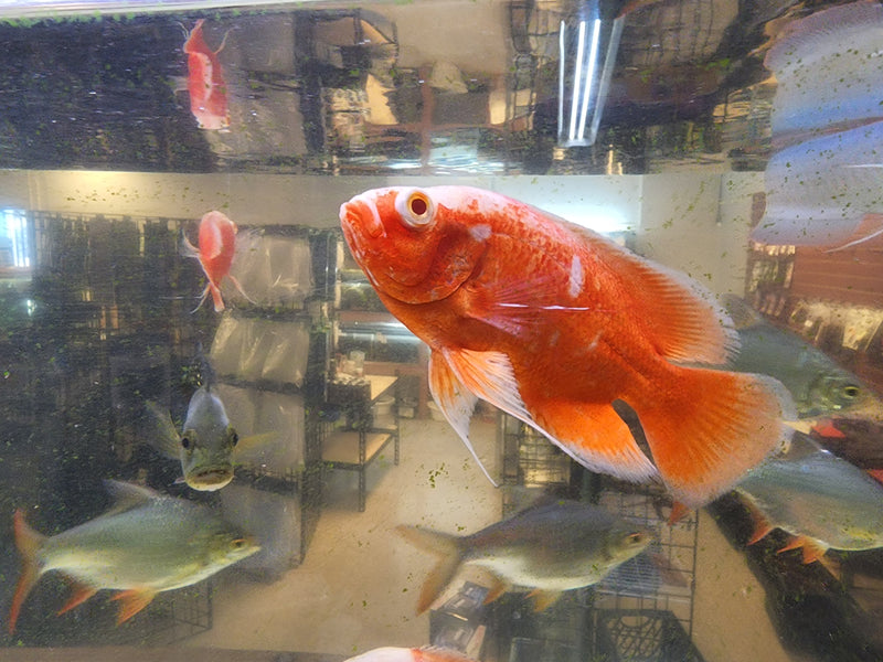 Super Fire Red Oscar 4.00-5.00 inch