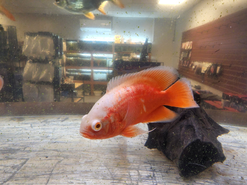 Super Fire Red Oscar 4.00-5.00 inch