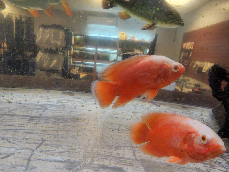 Super Fire Red Oscar 4.00-5.00 inch