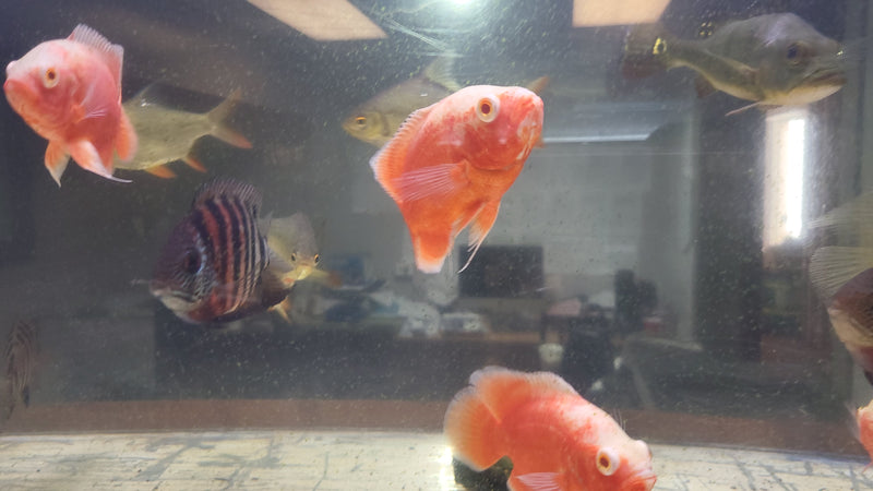 Super Fire Red Oscar 4.00-5.00 inch