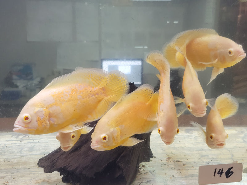 Lemon "Golden" Oscar 4.00-5.00 inch