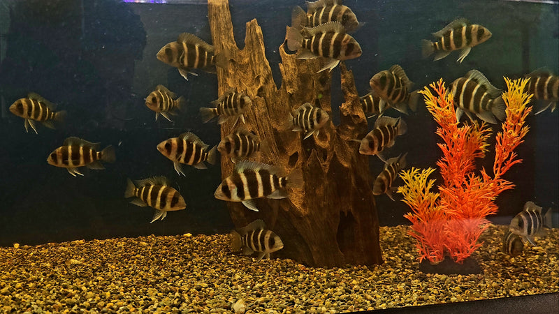 Frontosa Burundi Cichlid  (Cyphotilapia Frontosa "Burundi")(CHD-143)