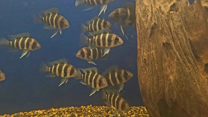 Frontosa Burundi Cichlid  (Cyphotilapia Frontosa "Burundi")(CHD-143)