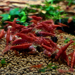 Live Freshwater Aquarium High Quality Painted Fire Red Shrimp 10/$30, 20/$50 (Neocaridina sp.)(FS-023)