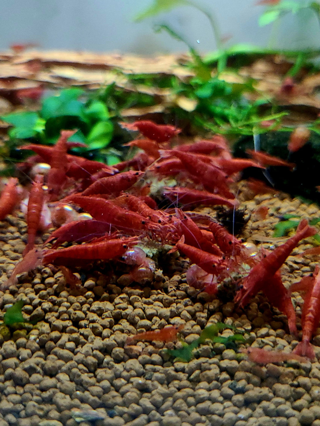 Live Freshwater Aquarium High Quality Painted Fire Red Shrimp 10/$30, 20/$50 (Neocaridina sp.)(FS-023)