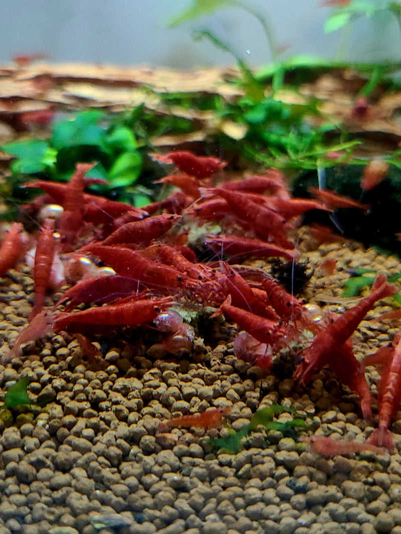 Live Freshwater Aquarium High Quality Painted Fire Red Shrimp 10/$25, 20/$40 (Neocaridina sp.)(FS-023)