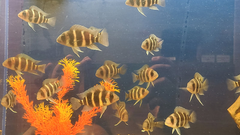 Frontosa Burundi Cichlid  (Cyphotilapia Frontosa "Burundi")(CHD-143)