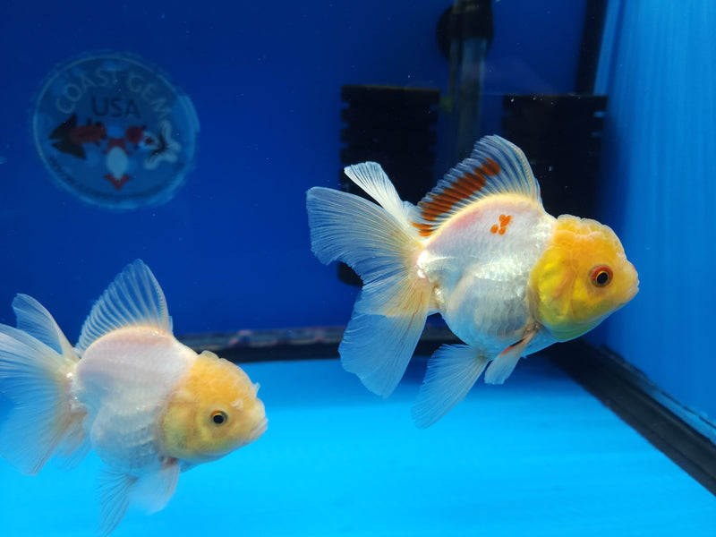Live Fancy Goldfish Premium Select Our Choice Short Body SMALL BREED White Thai Oranda GROW UP TO 2.5-3.5'' BODY (CGF-029)