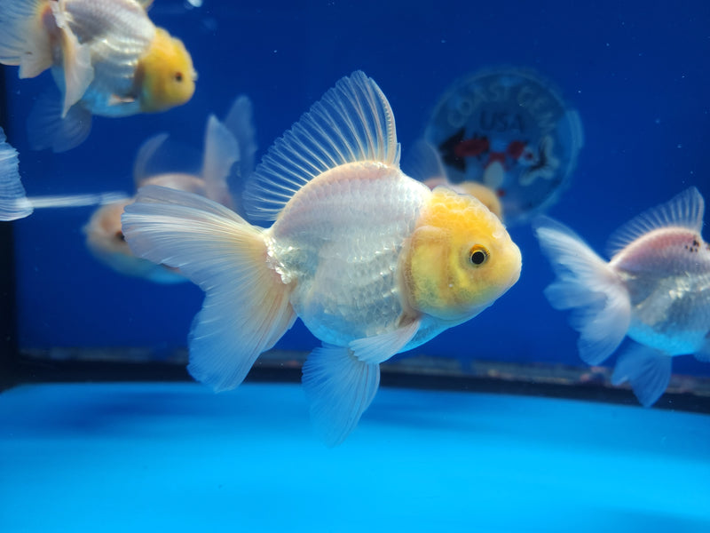 Live Fancy Goldfish Premium Select Our Choice Short Body SMALL BREED White Thai Oranda GROW UP TO 2.5-3.5'' BODY (CGF-029)