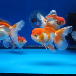 Live Fancy Goldfish Premium Select Our Choice Short Body SMALL BREED Red/White Thai Oranda GROW UP TO 2.5-3.5'' BODY (CGF-025)