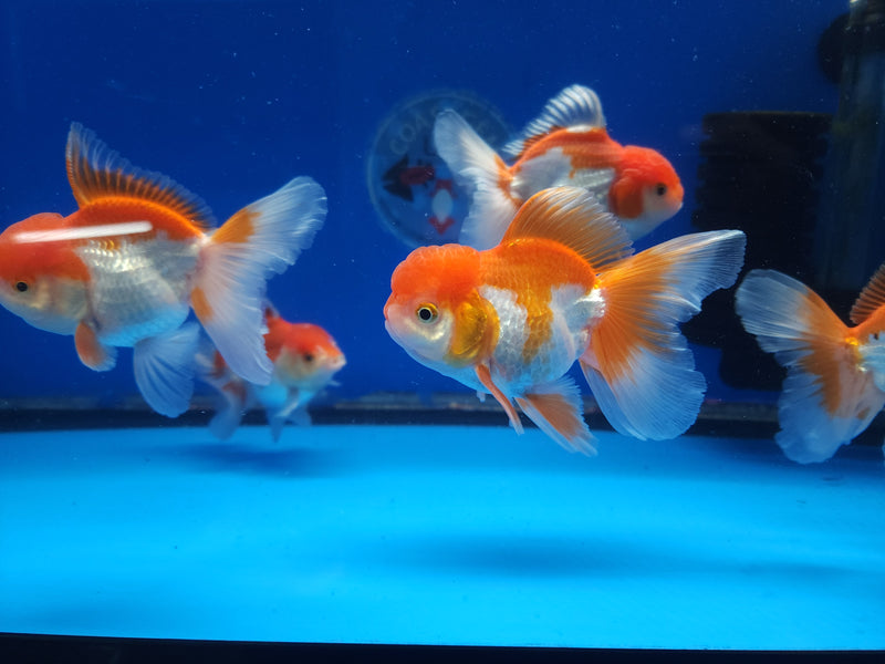 Live Fancy Goldfish Premium Select Our Choice Short Body SMALL BREED Red/White Thai Oranda GROW UP TO 2.5-3.5'' BODY (CGF-025)
