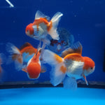 Live Fancy Goldfish Premium Select Our Choice Short Body SMALL BREED Red/White Thai Oranda GROW UP TO 2.5-3.5'' BODY (CGF-025)