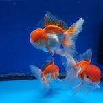 Live Fancy Goldfish Premium Select Our Choice Short Body SMALL BREED Red/White Thai Oranda GROW UP TO 2.5-3.5'' BODY (CGF-025)