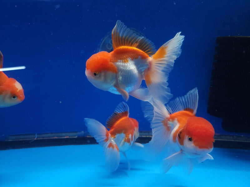 Live Fancy Goldfish Premium Select Our Choice Short Body SMALL BREED Red/White Thai Oranda GROW UP TO 2.5-3.5'' BODY (CGF-025)