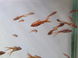(TROP-170)(3 fish) Longfin Cherry Barb (Puntius titteya) Large