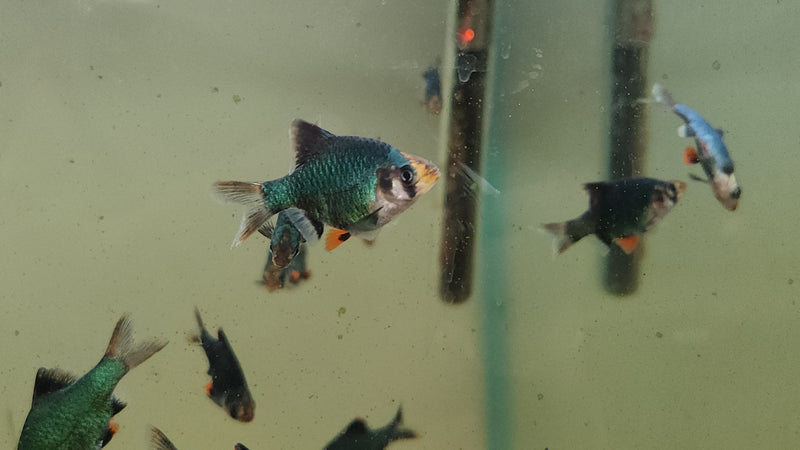 (TROP-132)U039 (3 pack) Green Tiger Barb