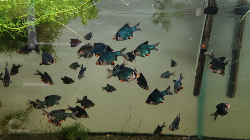 (TROP-132)U039 (3 pack) Green Tiger Barb