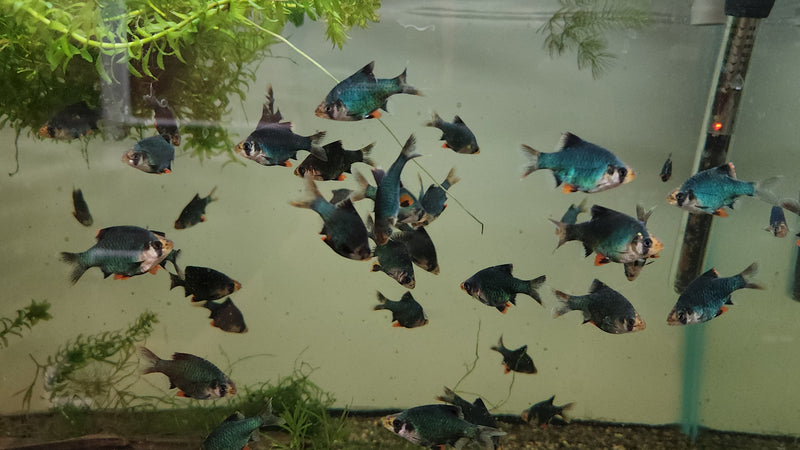 (TROP-132)U039 (3 pack) Green Tiger Barb