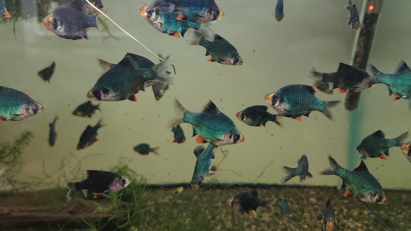 (TROP-132)U039 (3 pack) Green Tiger Barb
