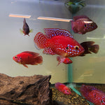 Live Freshwater Aquarium Red Balloon Jewel Cichlid(CHD-170)
