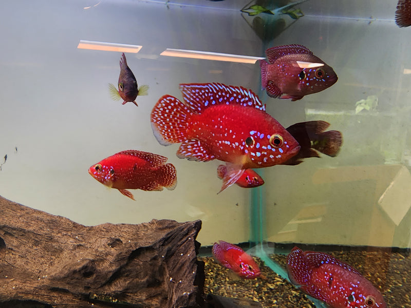 Live Freshwater Aquarium Red Balloon Jewel Cichlid(CHD-170)U045/U016