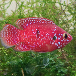 Live Freshwater Aquarium Red Balloon Jewel Cichlid(CHD-170)