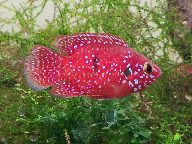Live Freshwater Aquarium Red Balloon Jewel Cichlid(CHD-170)U045/U016