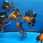 Live Fancy Goldfish Premium Select  Our Choice MEDIUM SIZE BREED Apache Thai Oranda GROW UP TO 4-4.5'' BODY(CGF-050)