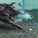 Live Tropical Freshwater Fish Electric Blue Acara 2.00 inch (CHD-147)
